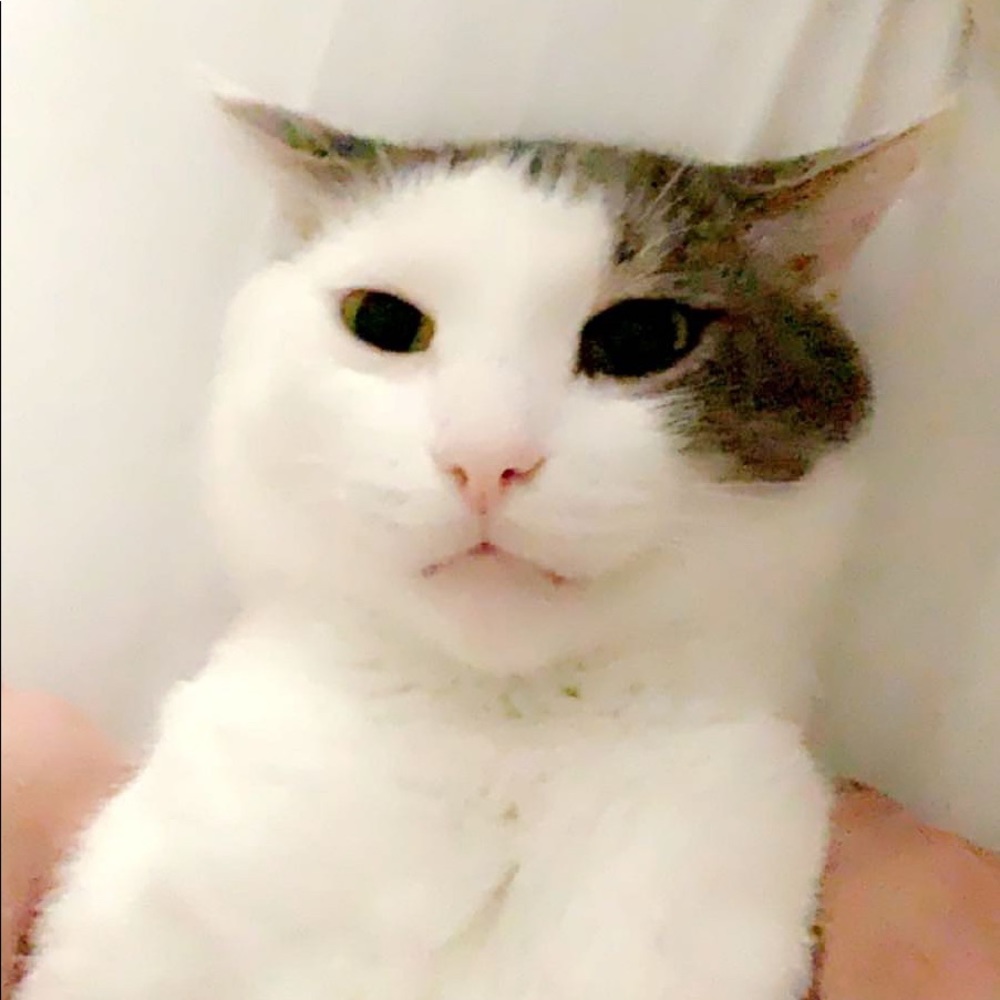 Meet your Posher, Fatmir